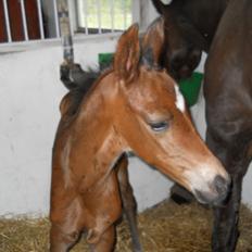 Dansk Varmblod Kashmir z