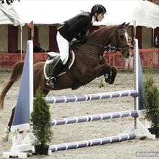 Hollandsk Sportspony Maloes