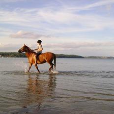 Anden særlig race Musse