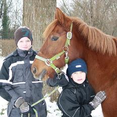 Anden særlig race Musse
