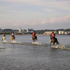 Anden særlig race Musse