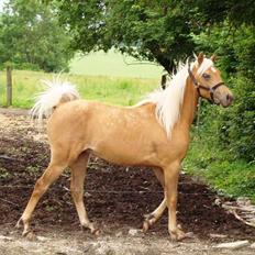 Palomino Rosendahls Golden Mihalie