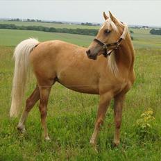 Palomino Rosendahls Golden Mihalie
