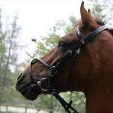 Anden særlig race Kashmir