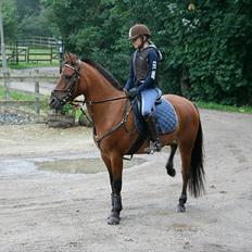 Anden særlig race Kashmir