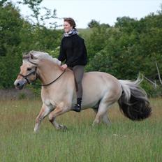 Fjordhest Mastrup Zolo *Solgt*