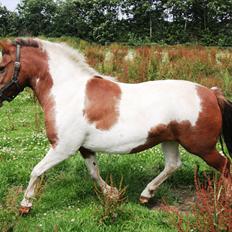 Anden særlig race Jolly