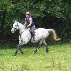 Anden særlig race Lotus