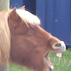 Shetlænder Tulle - solgt 