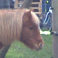 Shetlænder Tulle - solgt 