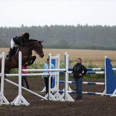 Hollandsk Sportspony | Elim