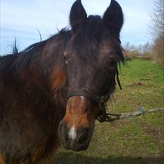 Anden særlig race Flicka