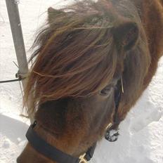 Anden særlig race Ida