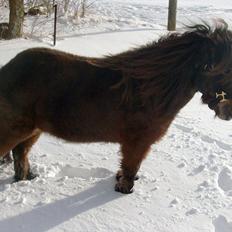 Anden særlig race Ida