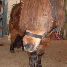 Anden særlig race Ida