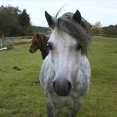 Anden særlig race Roxet