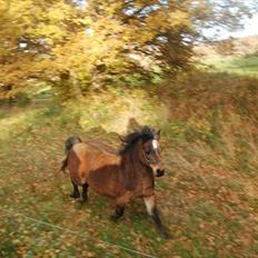 Anden særlig race R:I:P <3Hoffus<3