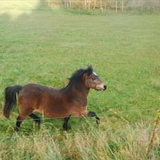 Anden særlig race R:I:P <3Hoffus<3