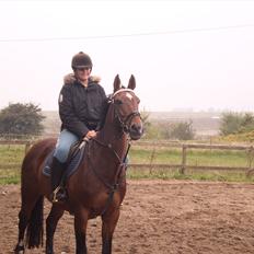 Dansk Varmblod Rikke