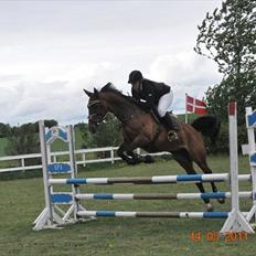 Dansk Varmblod Rikke