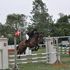 Dansk Varmblod Rikke