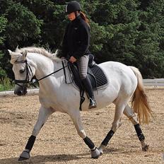 New Forest Nyskoven's Bellis, ridder