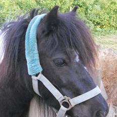 Shetlænder Micki *UDLÅNT*