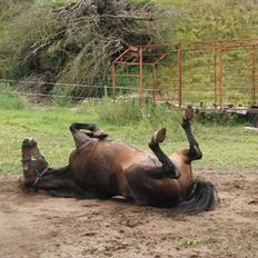 Traver Rabel aka Giraffen SOLGT<3
