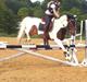 Pinto Clements Spotty Monty