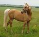 Palomino Rosendahls Golden Mihalie