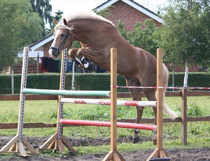 New Forest Holmens Facos <3 Solgt - det kunne være man skulle overveje og gøre den til spring pony ? :-D<3
 billede 17