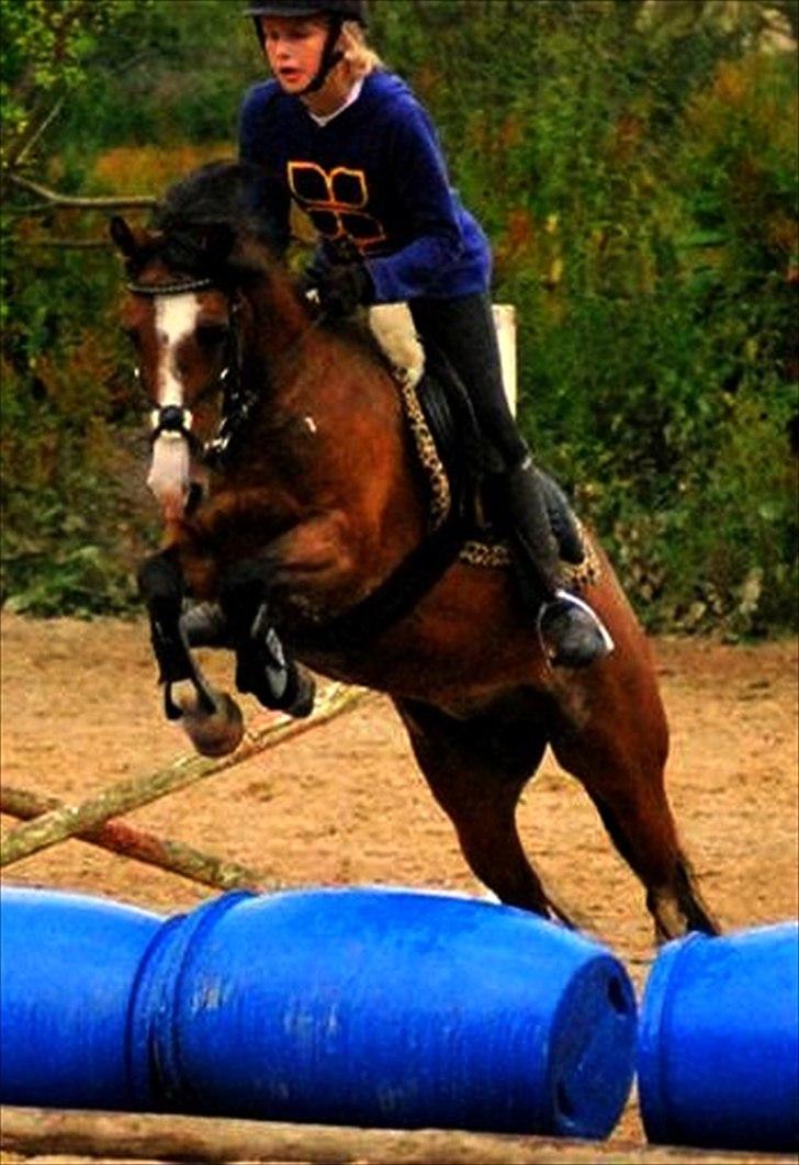 Anden særlig race Malhøj's Freja[red.] - 2009. billede 1