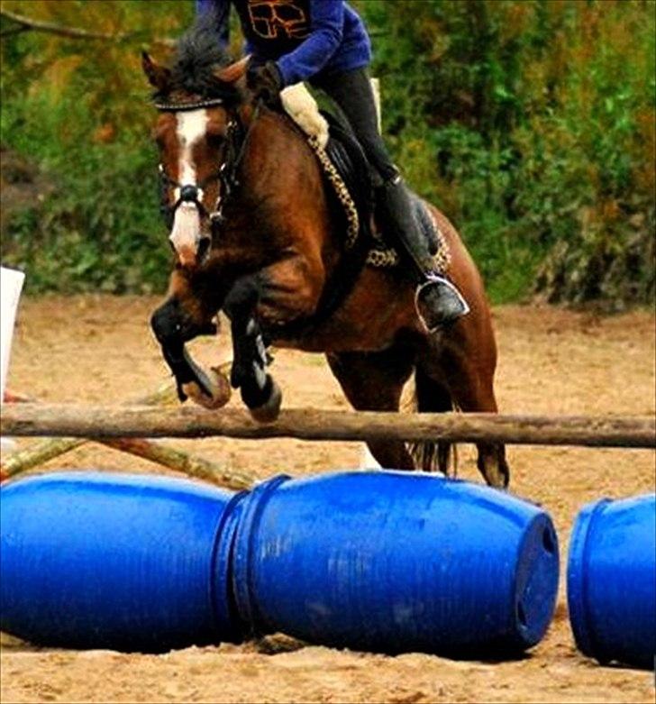 Anden særlig race Malhøj's Freja[red.] - 2009. billede 14