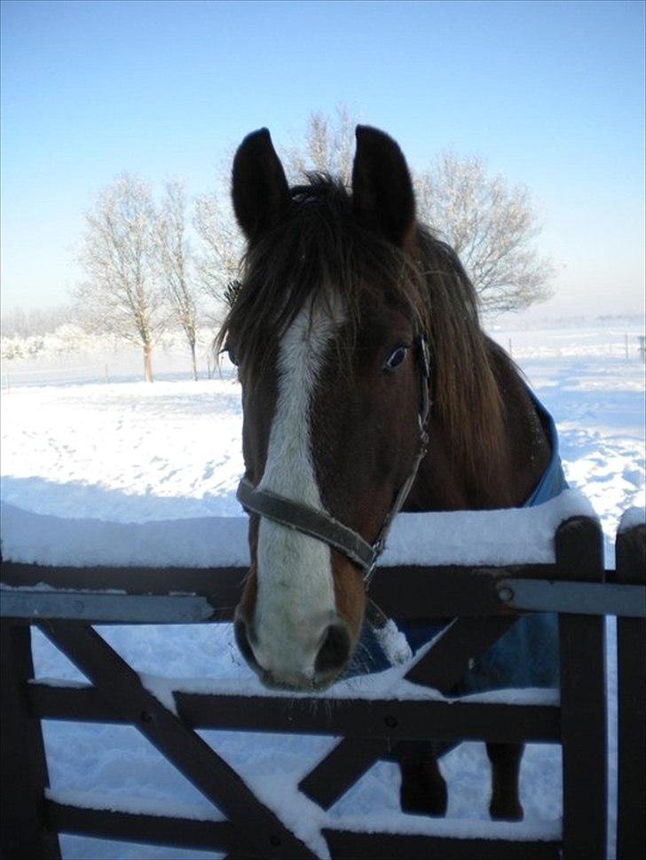Anden særlig race Picasso - Dejligt vinter billede fra gammel ejer. billede 5