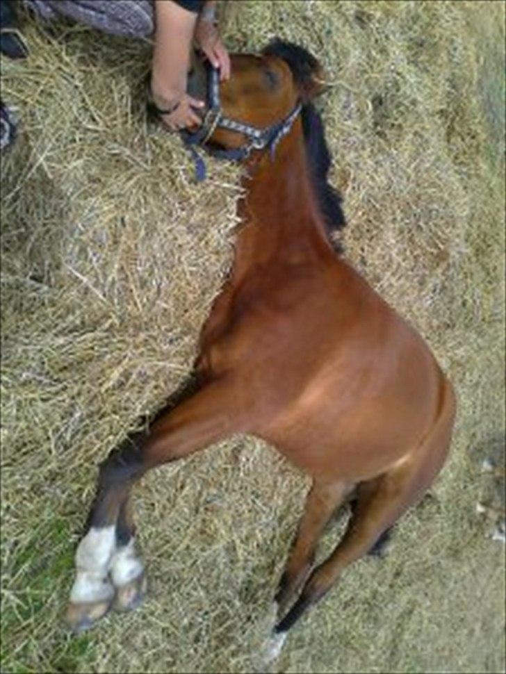 DSP Golden Merci billede 1