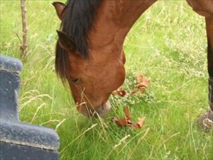 DSP Golden Merci billede 5