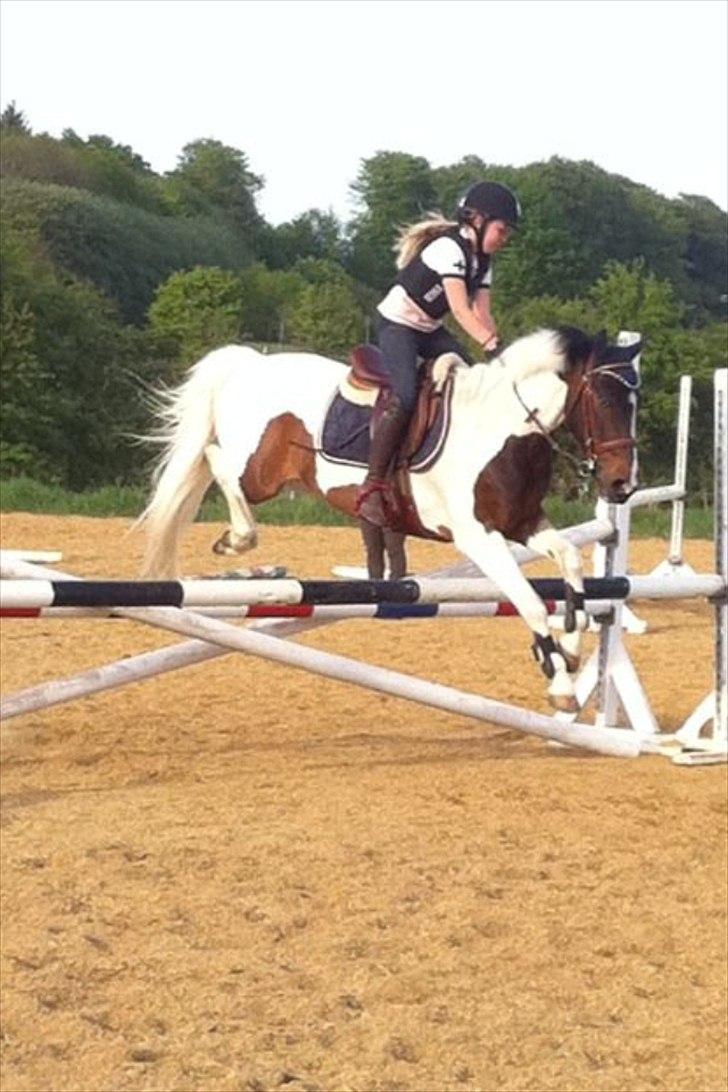 Pinto Clements Spotty Monty billede 1