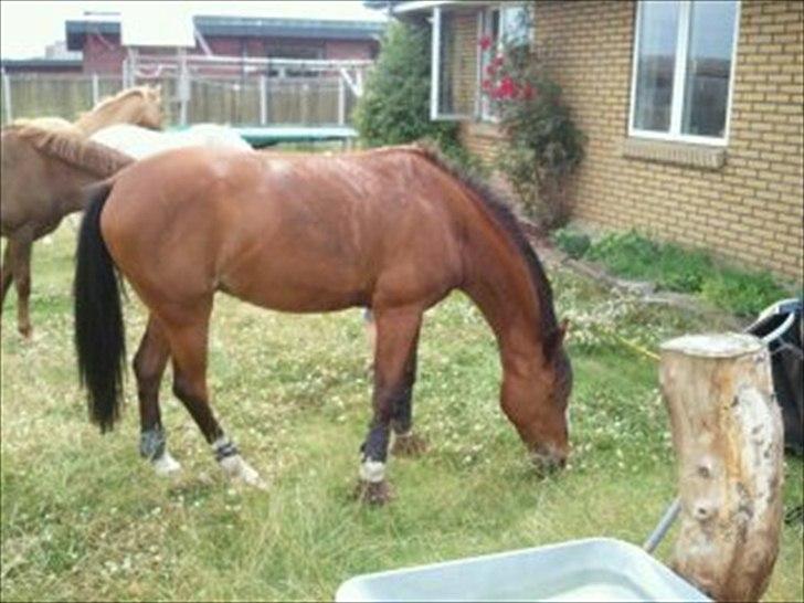 DSP Golden Merci billede 6