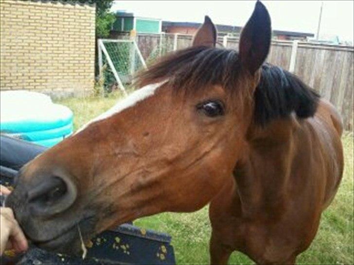 DSP Golden Merci billede 7