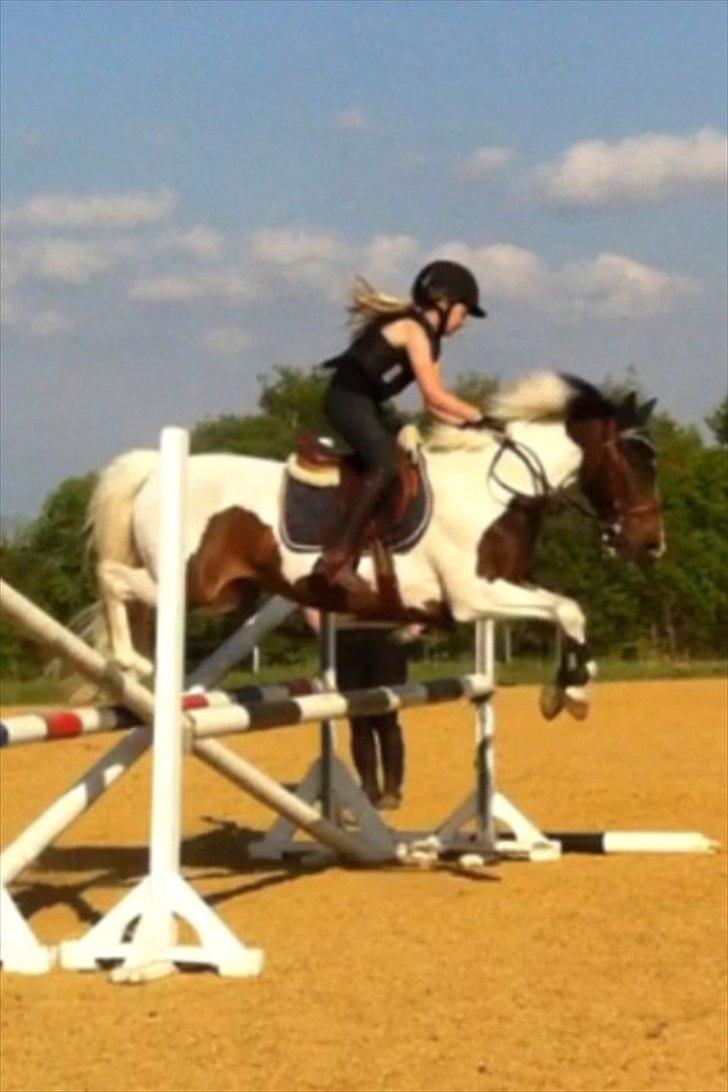 Pinto Clements Spotty Monty billede 2