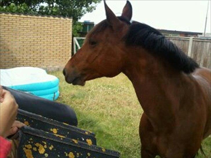 DSP Golden Merci billede 8