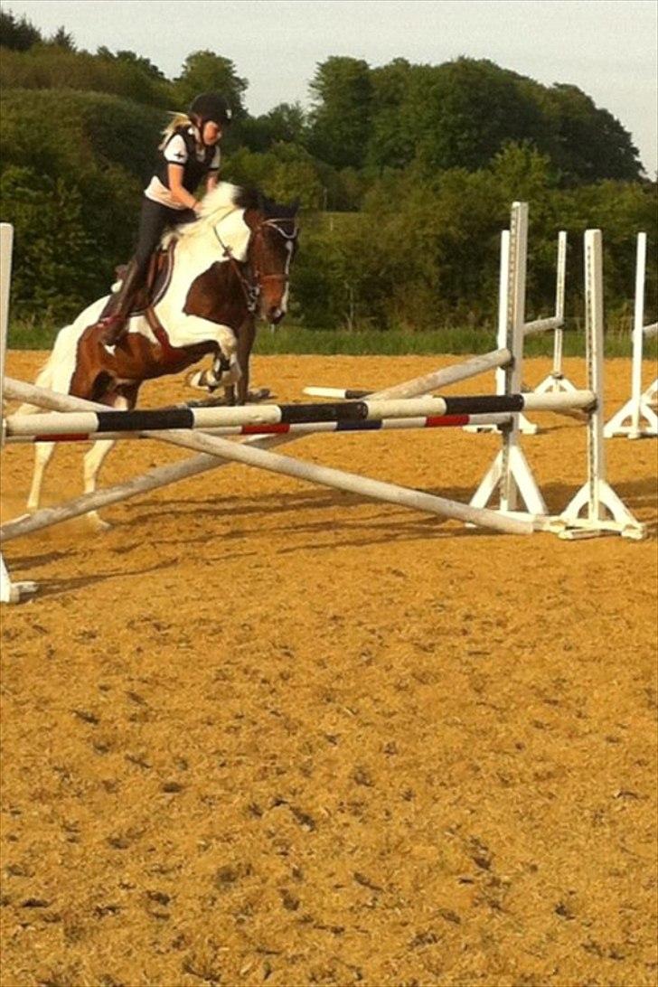 Pinto Clements Spotty Monty - :-D billede 3