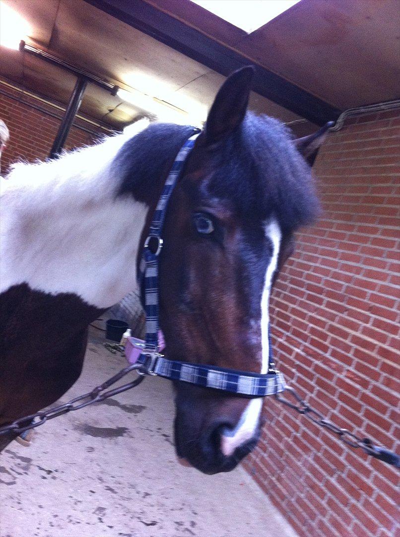 Pinto Clements Spotty Monty - Spotty<3<3<3 billede 4