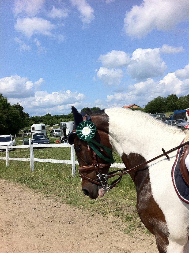Pinto Clements Spotty Monty - Spotty og jeg får en 4.plads i LB billede 5