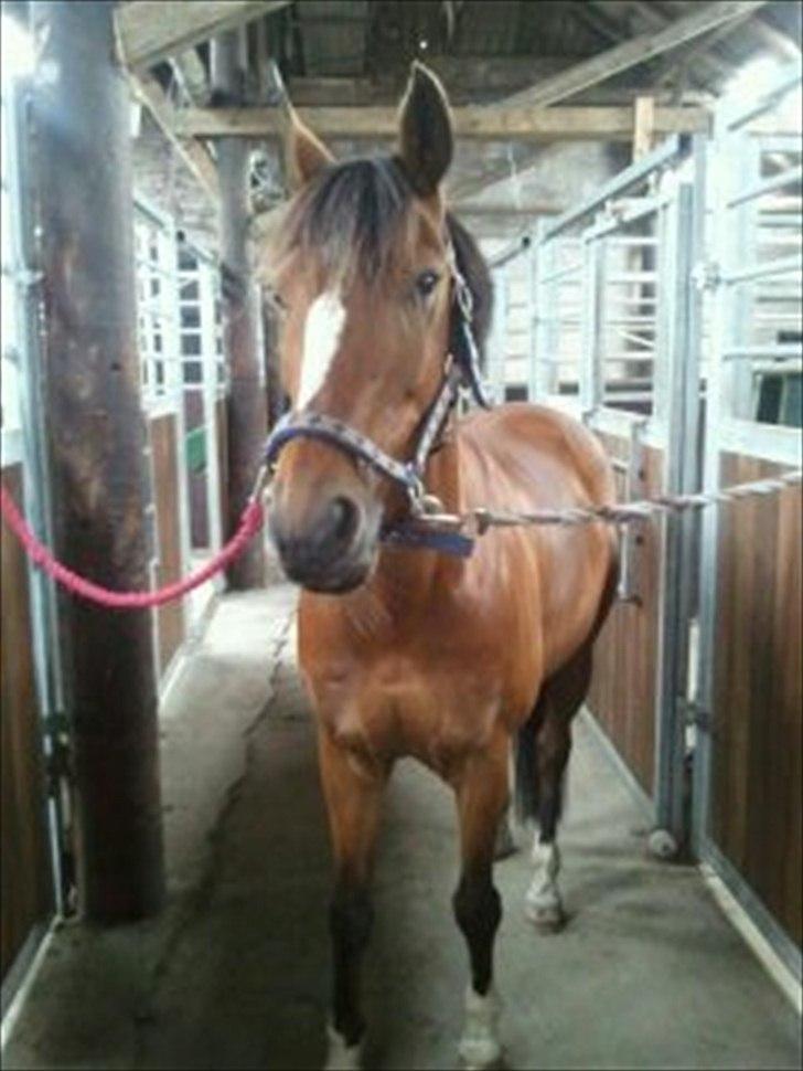 DSP Golden Merci billede 9