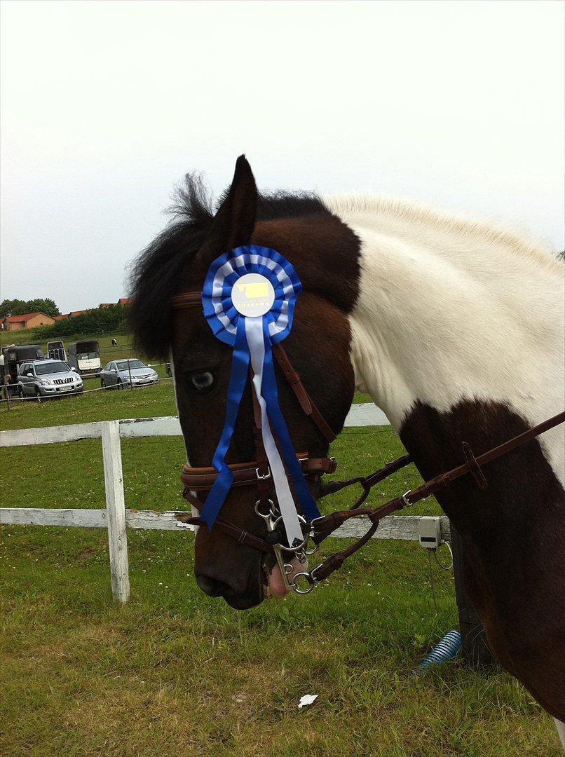 Pinto Clements Spotty Monty - Spotty og jeg får en 2.plads i LB billede 7