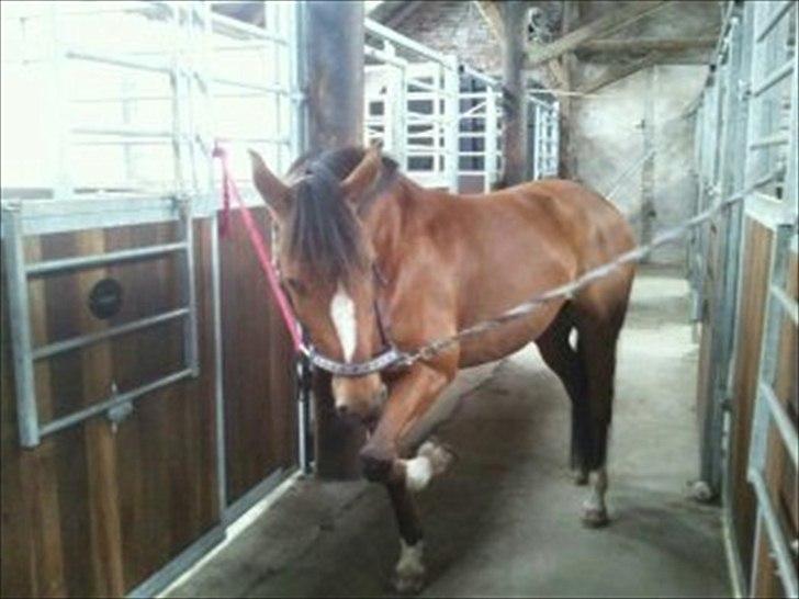 DSP Golden Merci billede 10