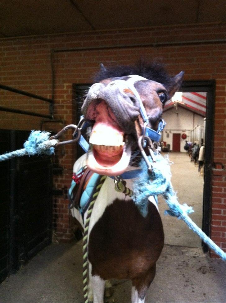 Pinto Clements Spotty Monty - Spotty griner :-D<3 billede 9
