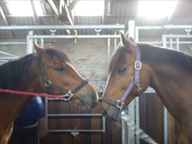 DSP Golden Merci billede 11