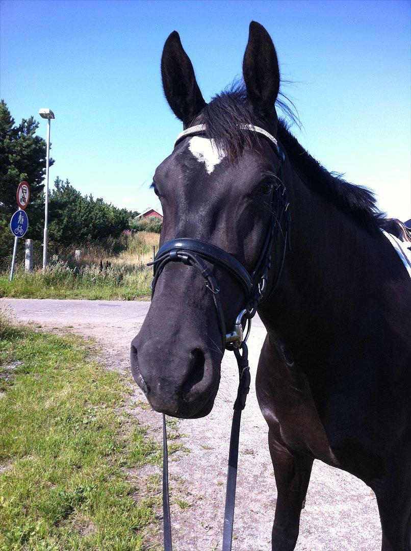 Anden særlig race Heart of Desire - Skønne hest.. :) billede 3